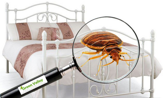 bed-bug-exterminator copy