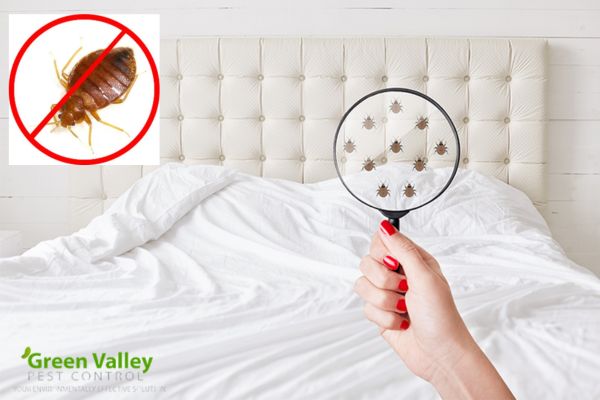 Bed bug control